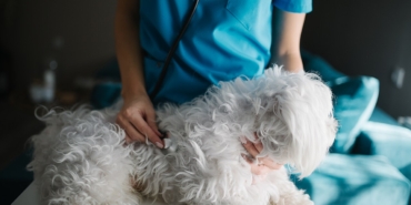 Veteriner hekim tarafından muayene edilen köpek