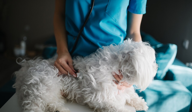 Veteriner hekim tarafından muayene edilen köpek